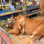 Sapi Berkaki Enam Jadi Juara di Bogor, Penampilannya Bikin Pengunjung Kontes Tertarik